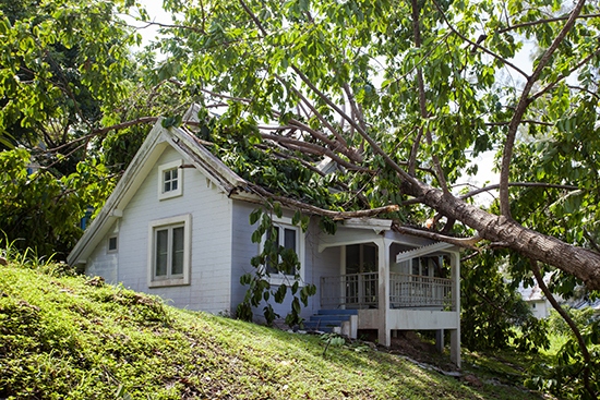 A tree fell on my house – What do I do?