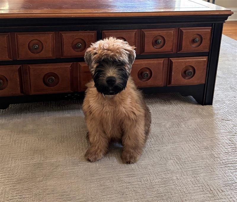 Bear Nadelhoffer from The Nadelhoffer Family Agency, Brightway Insurance